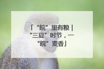 “皖”里有粮｜“三夏”时节，一“皖”麦香