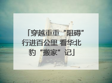 穿越重重“阻碍”行进百公里 看华北豹“搬家”记
