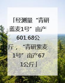 经测量“青研蓝麦1号”亩产601.68公斤，“青研紫麦1号”亩产671公斤