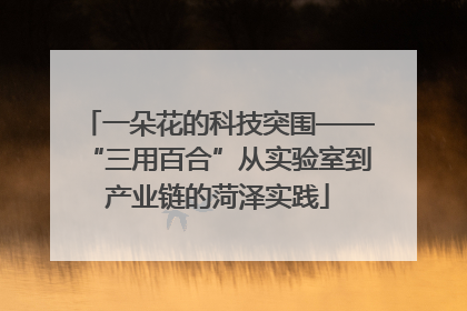 一朵花的科技突围——“三用百合”从实验室到产业链的菏泽实践