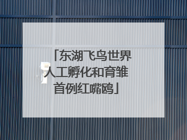 东湖飞鸟世界人工孵化和育雏首例红嘴鸥