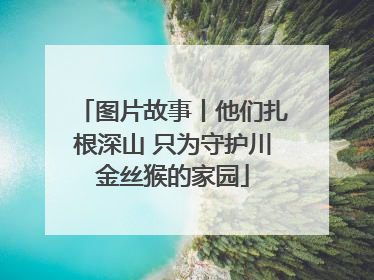 图片故事丨他们扎根深山 只为守护川金丝猴的家园