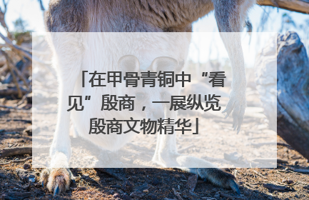 在甲骨青铜中“看见”殷商，一展纵览殷商文物精华