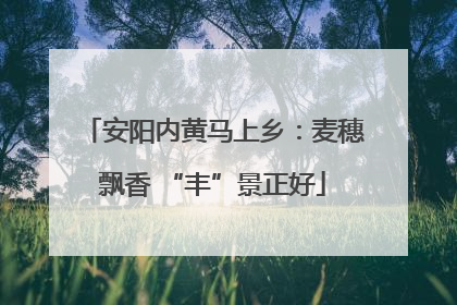 安阳内黄马上乡：麦穗飘香 “丰”景正好
