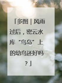 多图｜风雨过后，密云水库“鸟岛”上的幼鸟还好吗？