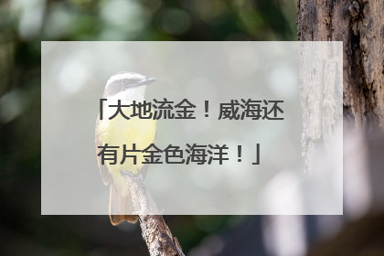 大地流金！威海还有片金色海洋！