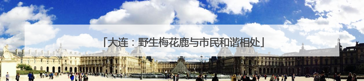 大连：野生梅花鹿与市民和谐相处