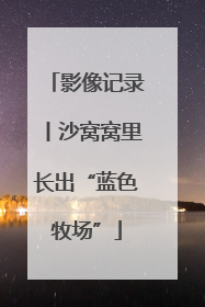 影像记录丨沙窝窝里长出“蓝色牧场”