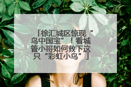 徐汇城区惊现“鸟中国宝”！看城管小哥如何救下这只“彩虹小鸟”