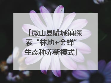 微山县驩城镇探索“林地+金蝉”生态种养新模式