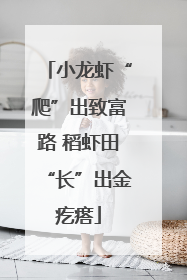 小龙虾“爬”出致富路 稻虾田“长”出金疙瘩
