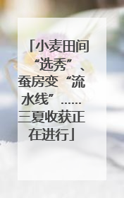 小麦田间“选秀”、蚕房变“流水线”……三夏收获正在进行