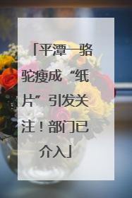 平潭一骆驼瘦成“纸片”引发关注！部门已介入