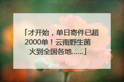 才开始，单日寄件已超2000单！云南野生菌火到全国各地……