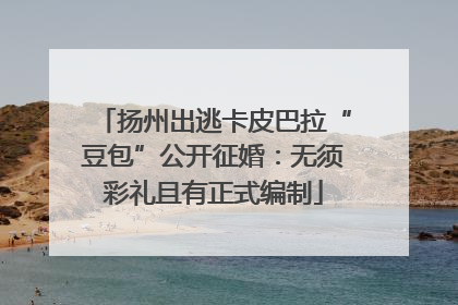 扬州出逃卡皮巴拉“豆包”公开征婚：无须彩礼且有正式编制