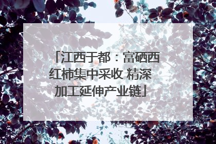 江西于都：富硒西红柿集中采收 精深加工延伸产业链