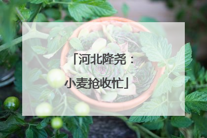 河北隆尧：小麦抢收忙