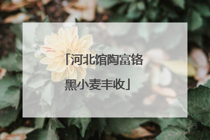 河北馆陶富铬黑小麦丰收