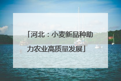 河北：小麦新品种助力农业高质量发展