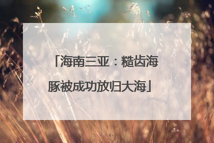 海南三亚：糙齿海豚被成功放归大海