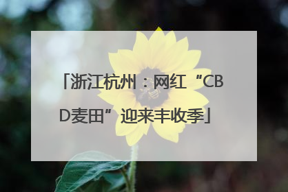 浙江杭州：网红“CBD麦田”迎来丰收季