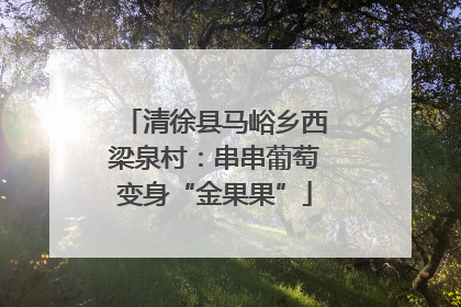 清徐县马峪乡西梁泉村：串串葡萄变身“金果果”