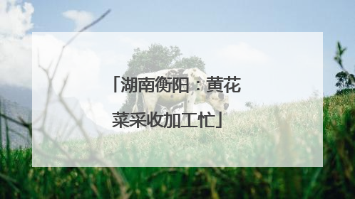湖南衡阳：黄花菜采收加工忙