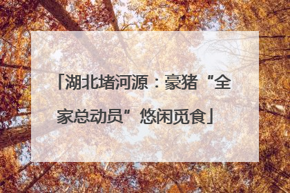 湖北堵河源：豪猪“全家总动员”悠闲觅食