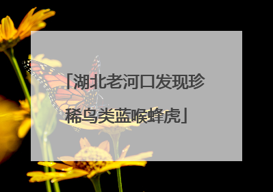 湖北老河口发现珍稀鸟类蓝喉蜂虎