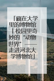 藏在大学里的博物馆丨校园里奇妙的“动物世界”——走进河北大学博物馆