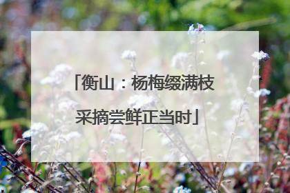 衡山：杨梅缀满枝 采摘尝鲜正当时