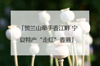 贺兰山牵手香江畔 宁夏特产“走红”香港