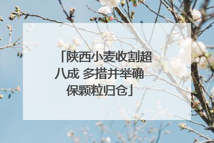 陕西小麦收割超八成 多措并举确保颗粒归仓