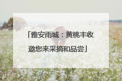 雅安雨城：黄桃丰收 邀您来采摘和品尝