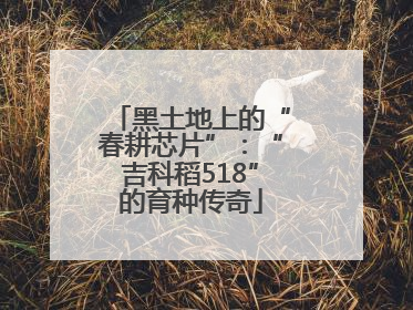 黑土地上的“春耕芯片”：“吉科稻518”的育种传奇