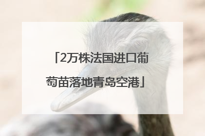 2万株法国进口葡萄苗落地青岛空港